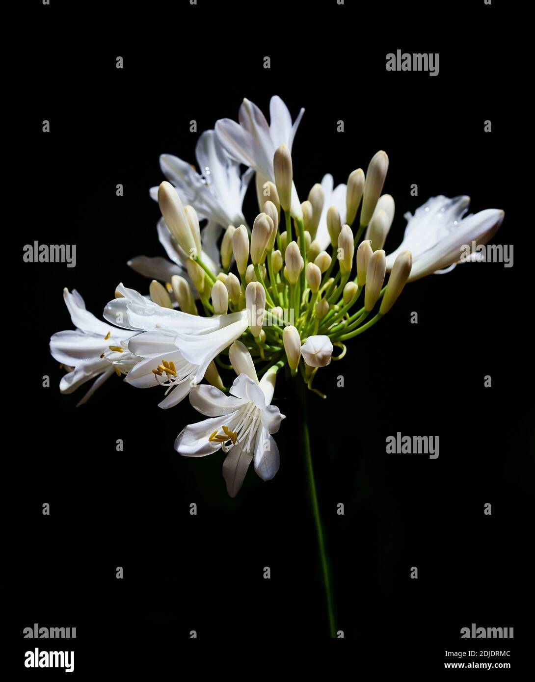 Belle fleur blanche en fleurs d'Agapanthus sur fond noir Banque D'Images