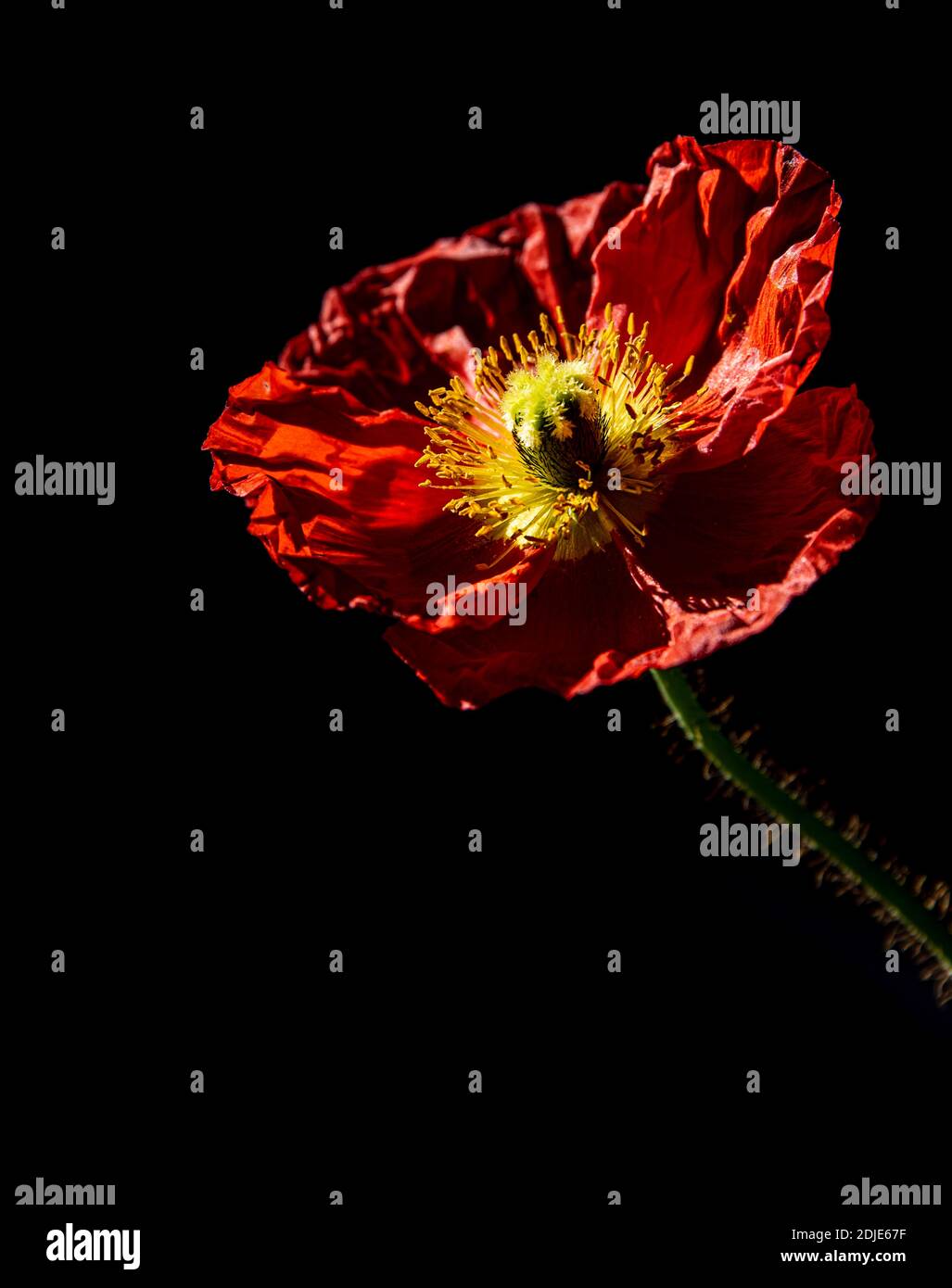 Fleur de pavot rouge vif sur fond noir Banque D'Images