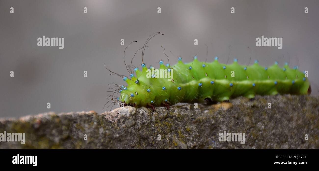 Saturnia pyri larve sur la roche, se concentre sur la tête et les poils longs. Banque D'Images