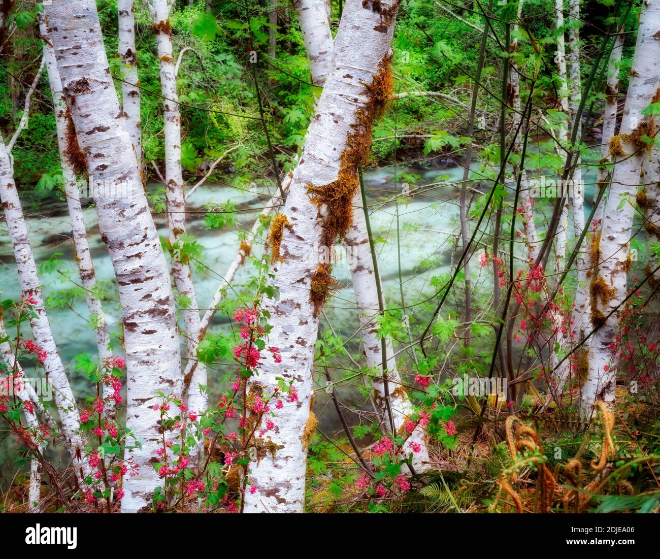 D'aulnes et du courant (Ribies sanguinium Quartzville) le long du ruisseau de banques National Wild and Scenic River, Oregon Banque D'Images