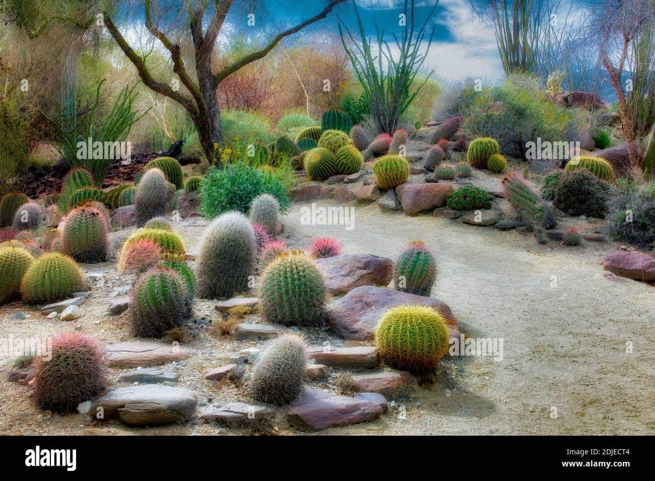 Jardin de cactus et le chemin. Le désert vivant. Palm Desert, Californie Banque D'Images
