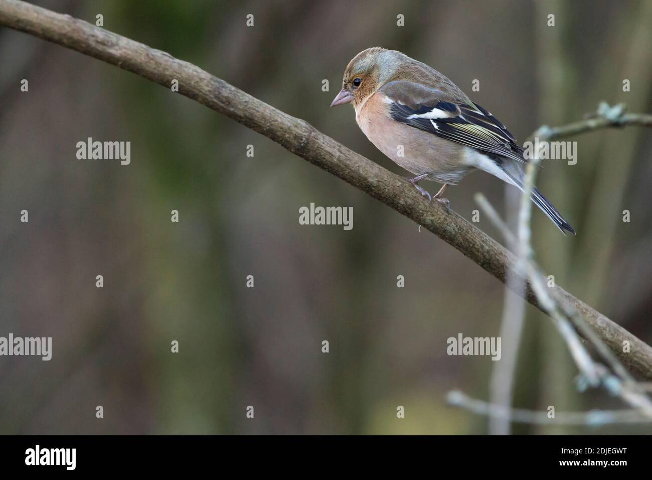 Chaffinch mâle Fringilla coelebs hiver plumage redish visage rose et dessous bleu gris couronne châtaigne arrière blanc barre d'aile épaule patch et bosse Banque D'Images