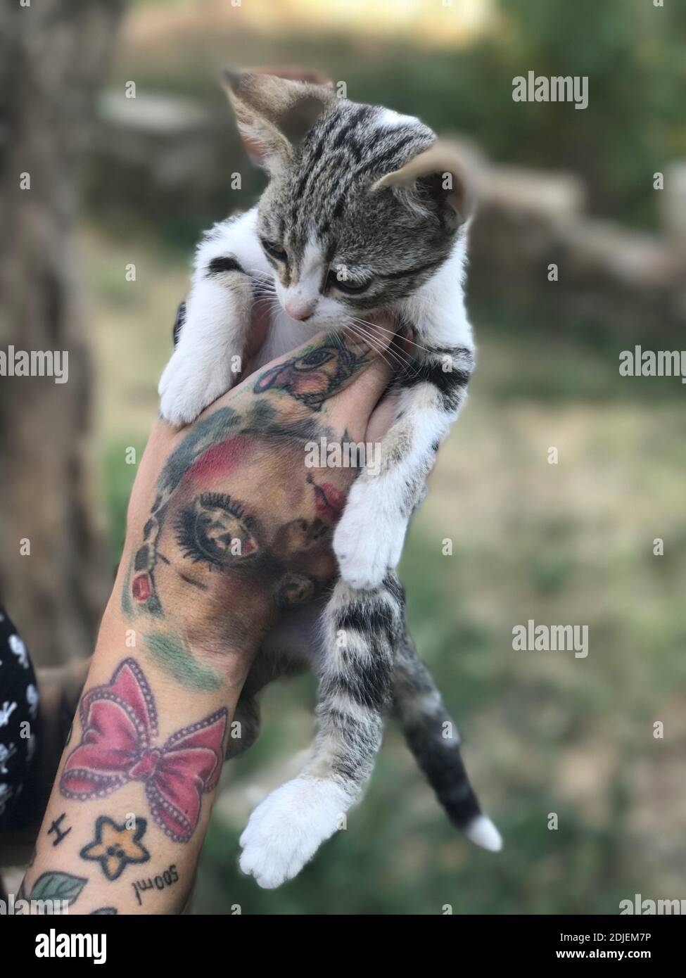 Domestic Animal Tattoo Banque D Image Et Photos Alamy