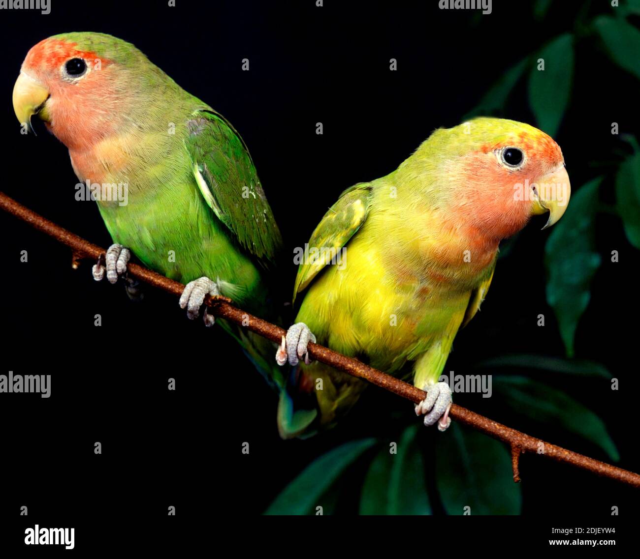 Oiseau de rivage à face rosé, agapornis roseicollis, adultes debout sur la branche Banque D'Images