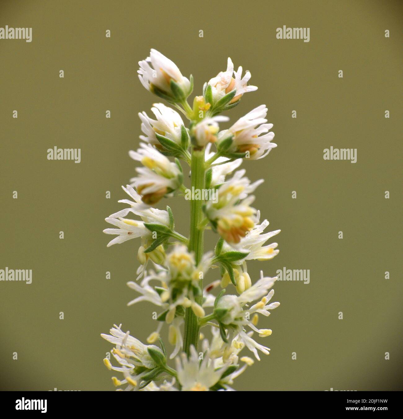 Plante de Reseda alba avec des fleurs blanches. Munilla, la Rioja. Banque D'Images