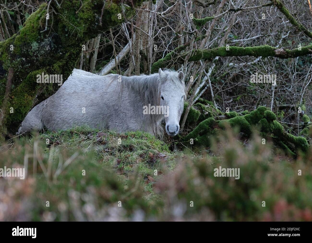 cheval; forêt; cheval blanc; vieux cheval; cheval regardant la caméra; Banque D'Images