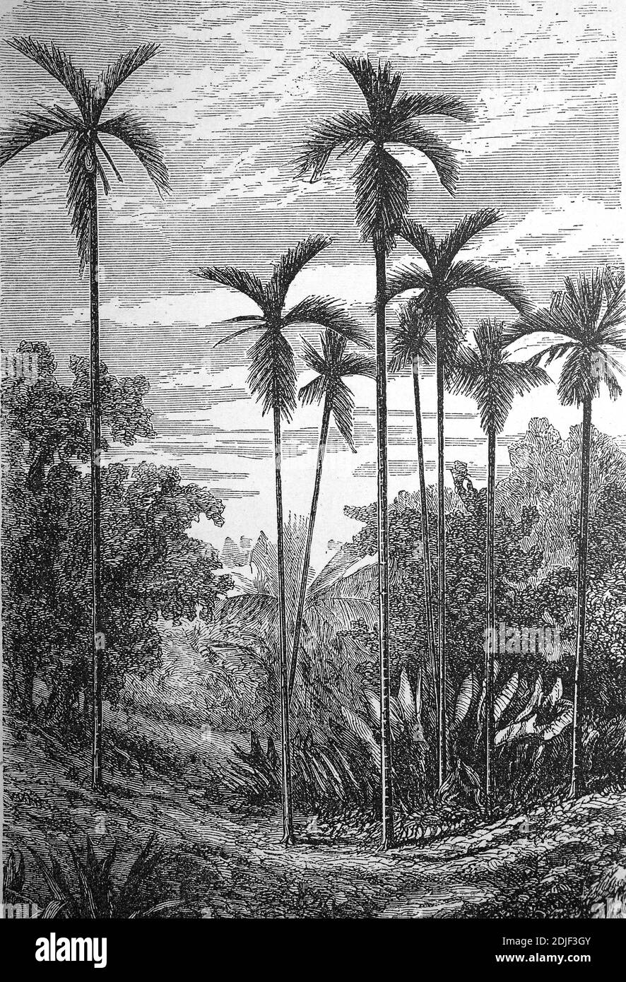 Areca catechu est une espèce de palmier qui pousse dans une grande partie du Pacifique tropical, Asie, Et parties de l'Afrique de l'est / Betelnusspalme, Areca catechu, auch Betelpalme, Katéchupalme ou Arekapalme, Illustration von 1890, Historisch, historique, numérique reproduction améliorée d'un original du 19ème siècle / digitale Reproduktion einer Originalvorlage aus dem 19. Jahrhundert, Banque D'Images