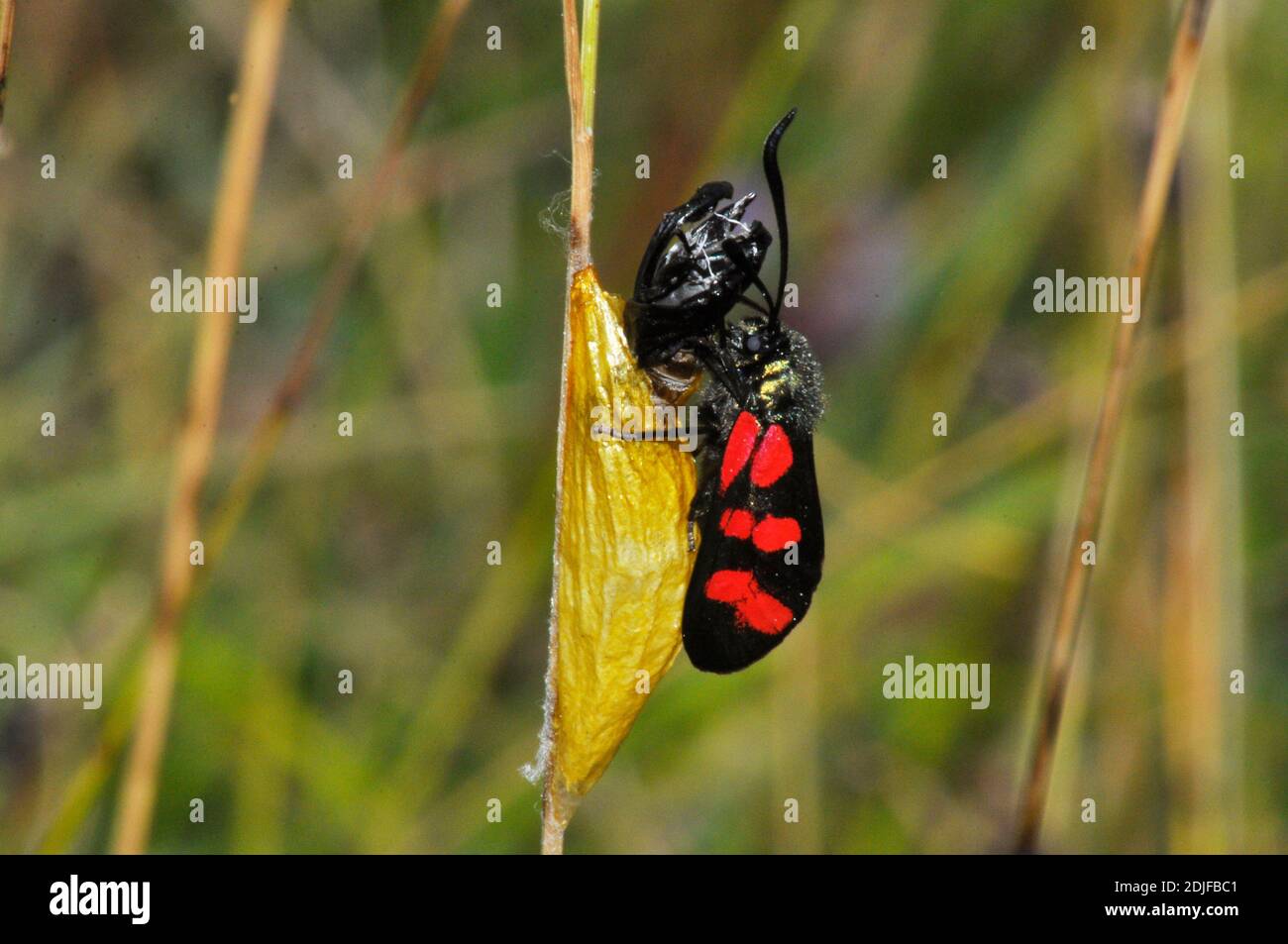 Six-spot Burnett Moth,'Zygaena filipendulae' émergent prêt à voler de ses crysalis sur la lame d'herbe. Habitat de prairie, Wiltshire.UK Banque D'Images