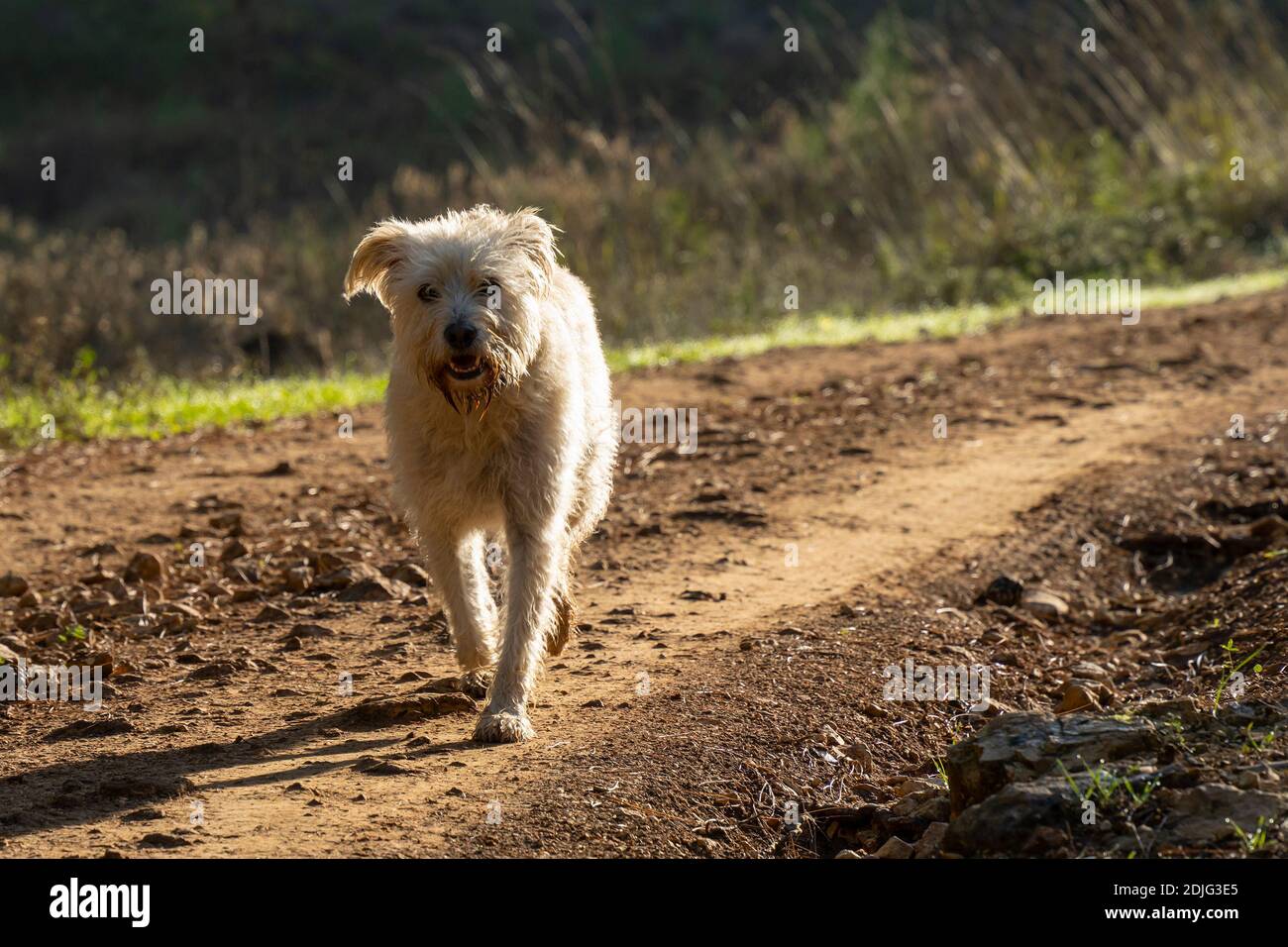 Un chien de couleur dorée de race mixte marchant sur un sentier naturel à l'aube. Banque D'Images