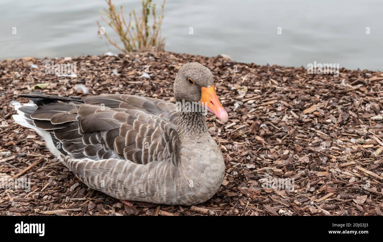 Grylag Oies Anser avec bec orange assis sur l'écorce de bois à l'eau. Banque D'Images