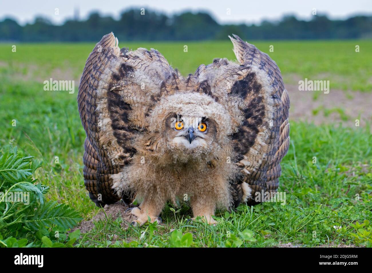 Affichage de la menace par Grand-duc / jeunes Européens-eagle owl (Bubo bubo) owlet montrant la tête baissé et les ailes étalées et pointant vers le bas Banque D'Images