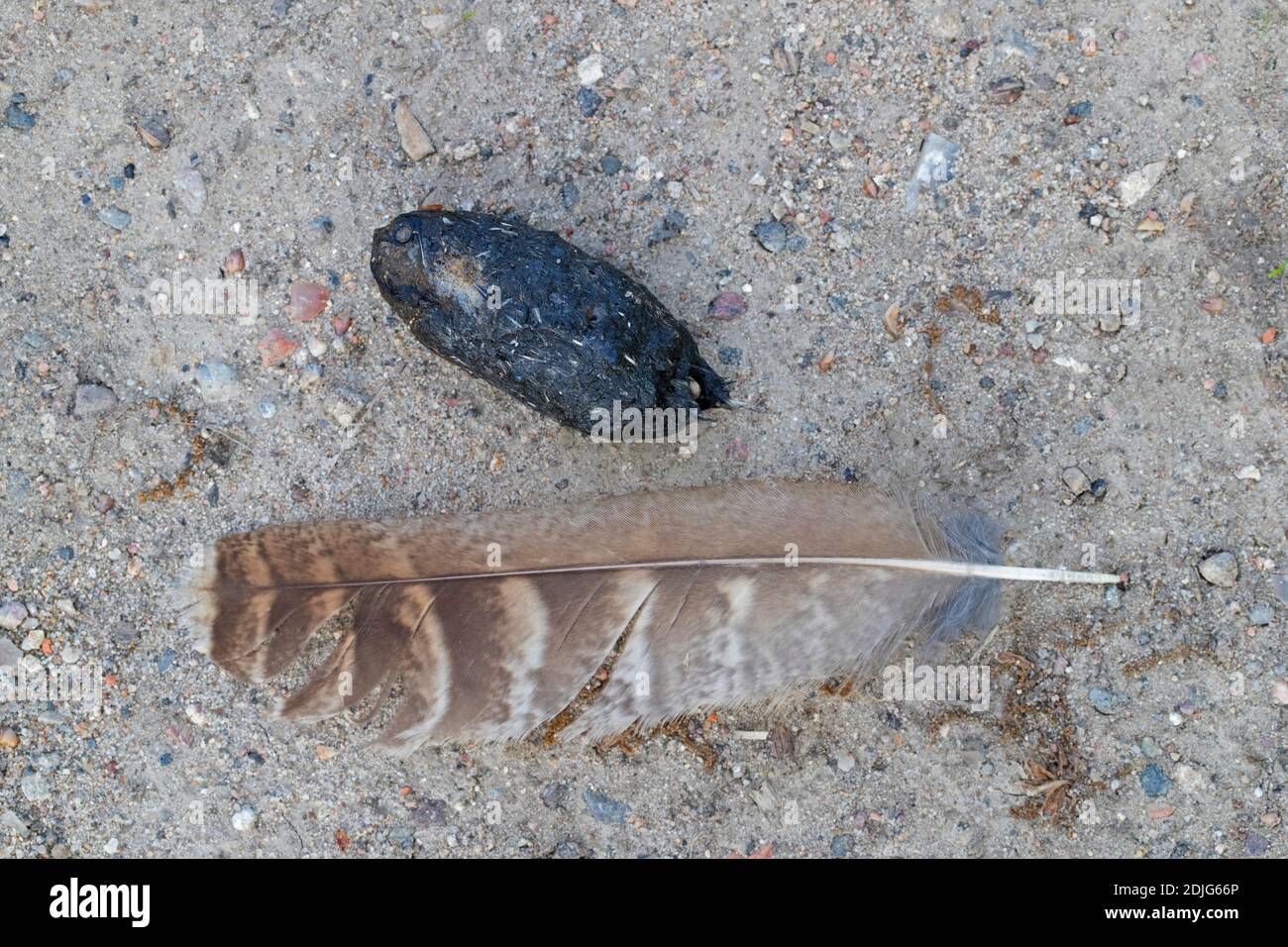 Plume perdue et pastille régurgitée de l'aigle-hibou eurasien / européen hibou de l'aigle (Bubo bubo) sur le sol Banque D'Images