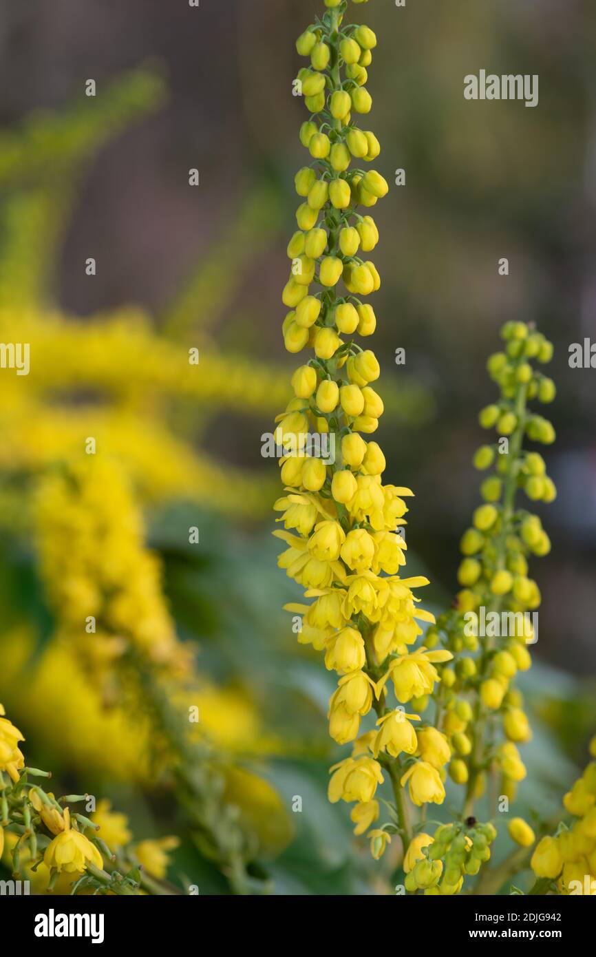 Gros plan des fleurs de mahonia en fleur Banque D'Images