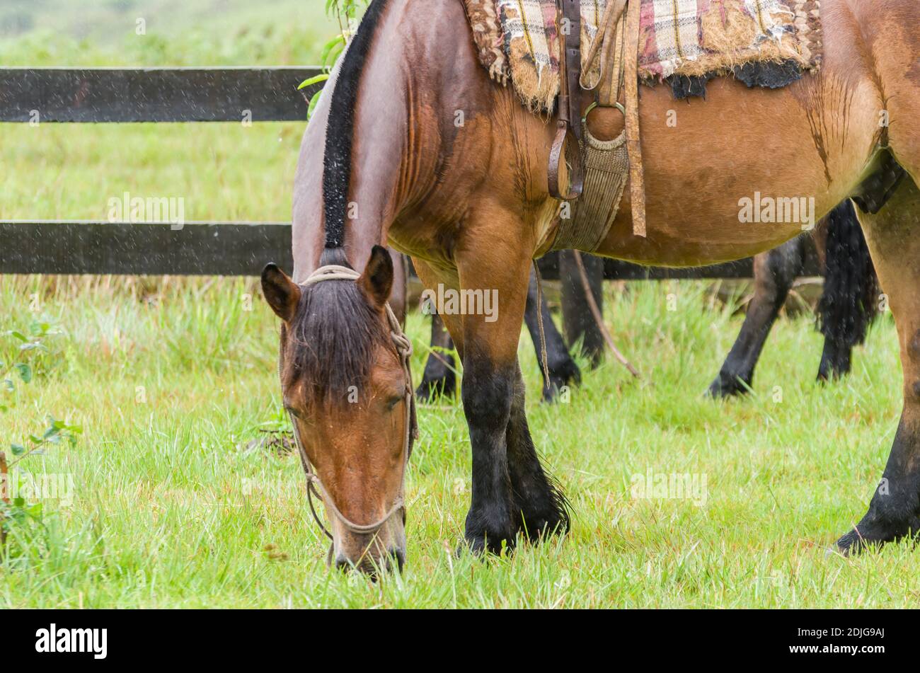 Beau cheval dans le champ indigène le jour des pluies Banque D'Images