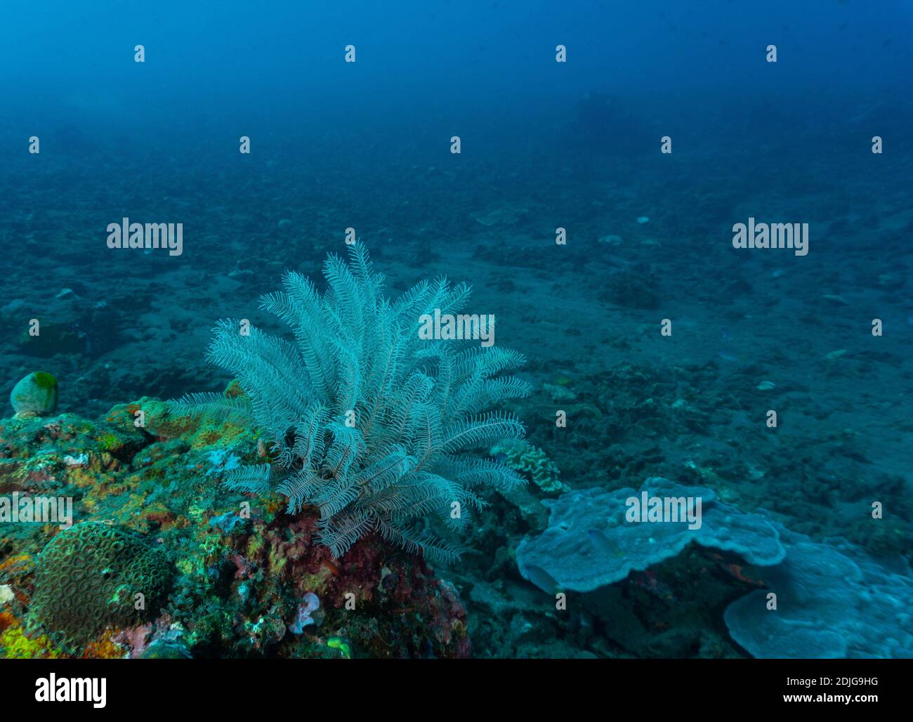 Magnifique corail doux photographié dans le récif de corail sous-marin de Bali Banque D'Images