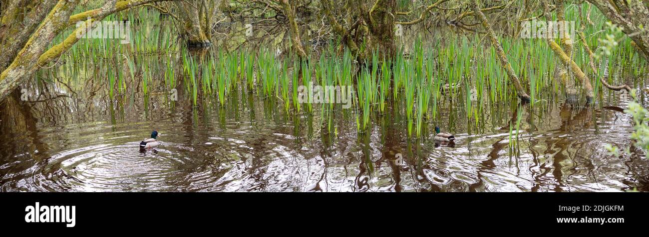 Forêt d'aulnes inondée peu profonde au bord d'un lac avec iris drapeau et canards. À Cornwall, Royaume-Uni Banque D'Images