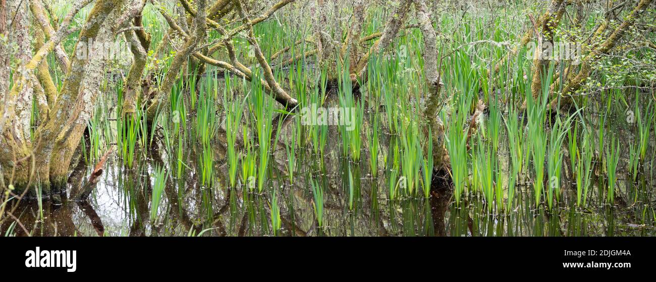 Forêt d'aulnes inondée peu profonde au bord d'un lac avec iris drapeau. À Cornwall, Royaume-Uni Banque D'Images