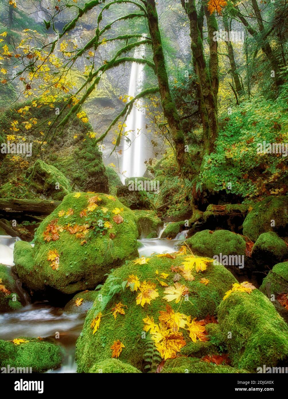 M00045L.tiff chutes d'Elowah et feuilles d'érable de couleur automnale. Région panoramique nationale de Columbia River gorge. Banque D'Images