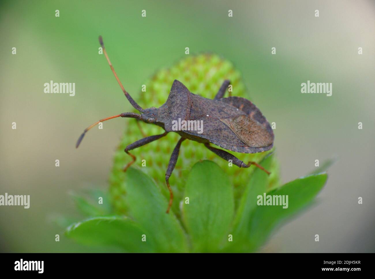 Insecte de la famille des Corinae sur la fraise verte. Banque D'Images