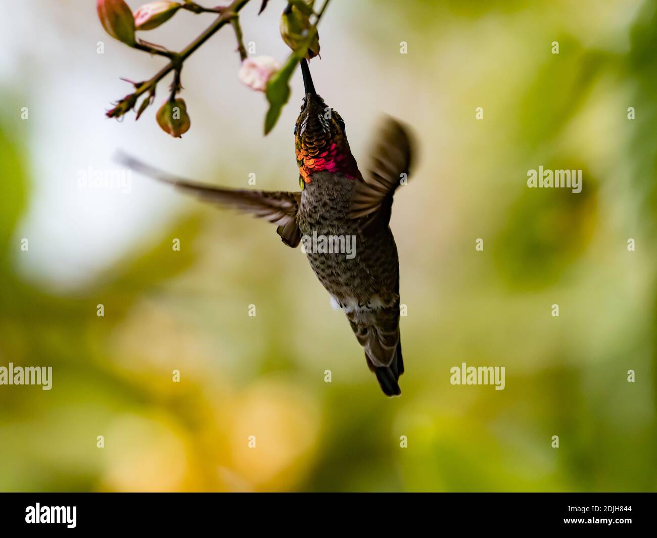 Colibri d'Anna, Calypte anna, montrant son gorget rouge à San Diego en Californie Banque D'Images