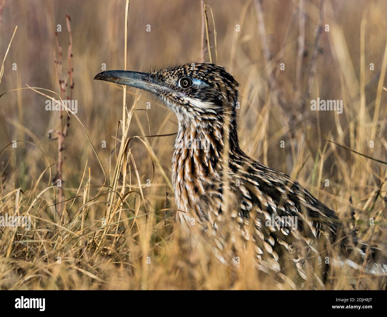 Grand roadrunner, Geococcyx californianus, un magnifique oiseau en Arizona, Etats-Unis Banque D'Images