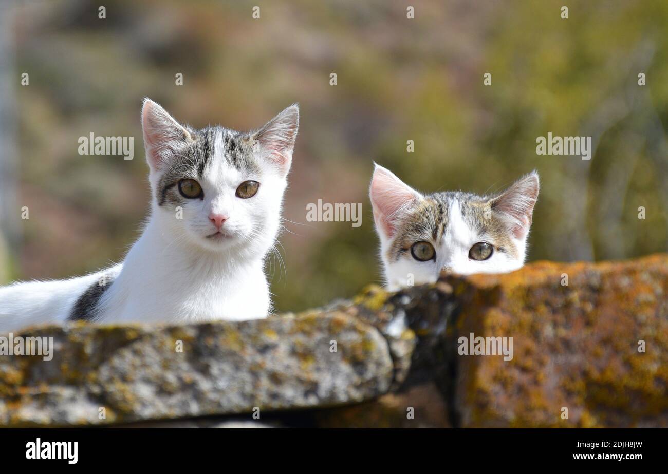 Les chatons se piquant sur un mur de pierre. Village rural. Banque D'Images