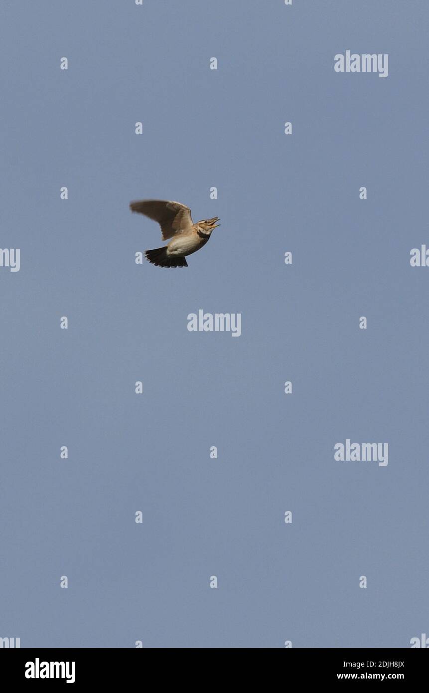 Lark bimaculé (Melanocorypha bimaculata) mâle en vol de chant Arménie Mai Banque D'Images