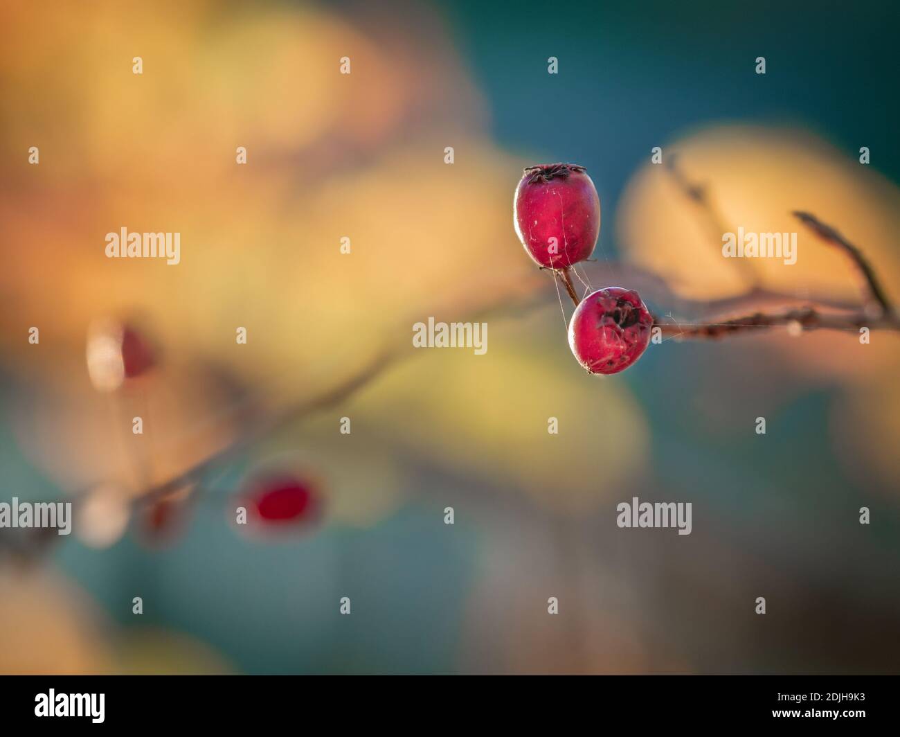 Gros plan de fruits et de brindilles communs à l'aubépine ou à l'épine rapide. Crataegus monogyna. Mise au point sélective avec arrière-plan flou. Faible profondeur de champ. Banque D'Images