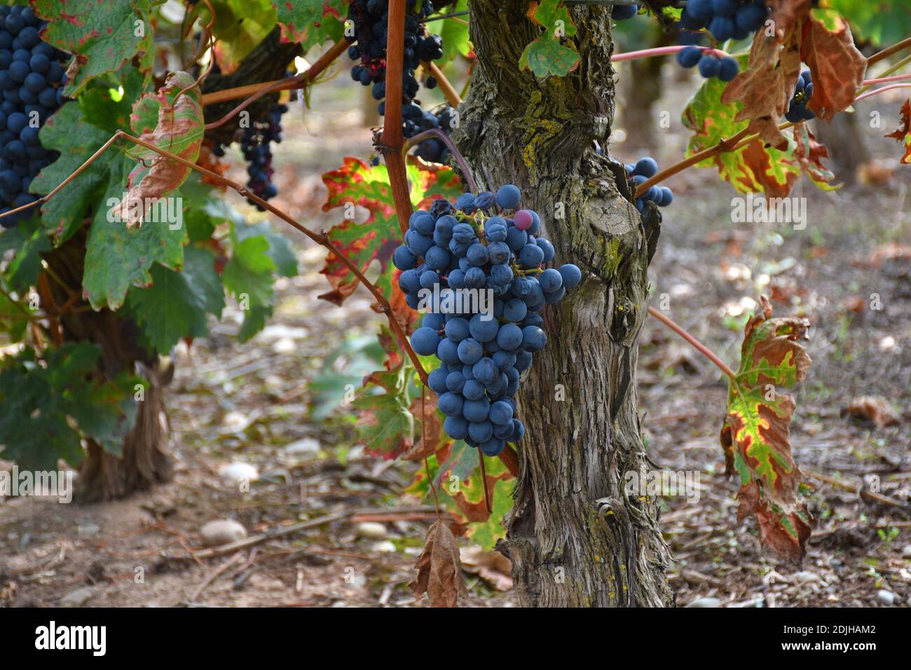 Vignoble avec grappe de raisins mûrs prêt à être moissonné. Banque D'Images