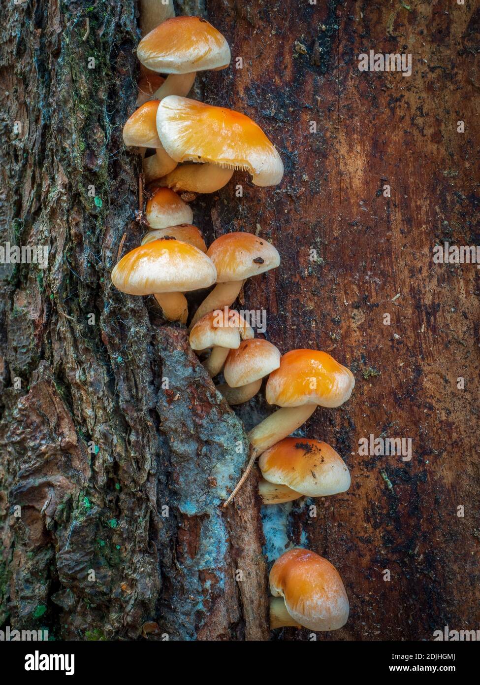 Gros plan d'un groupe de champignons sauvages poussant sur le tronc d'arbre. Hypholoma capnoides. Capsules de jaune-brun à cannelle d'un MUS européen typique d'automne ou d'hiver Banque D'Images