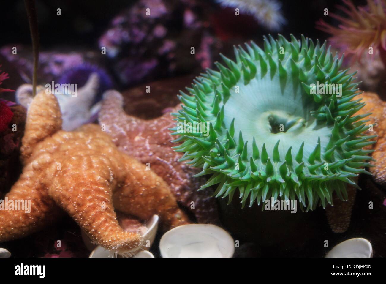 Anthopleura xanthogrammica - anémone verte géante. Banque D'Images