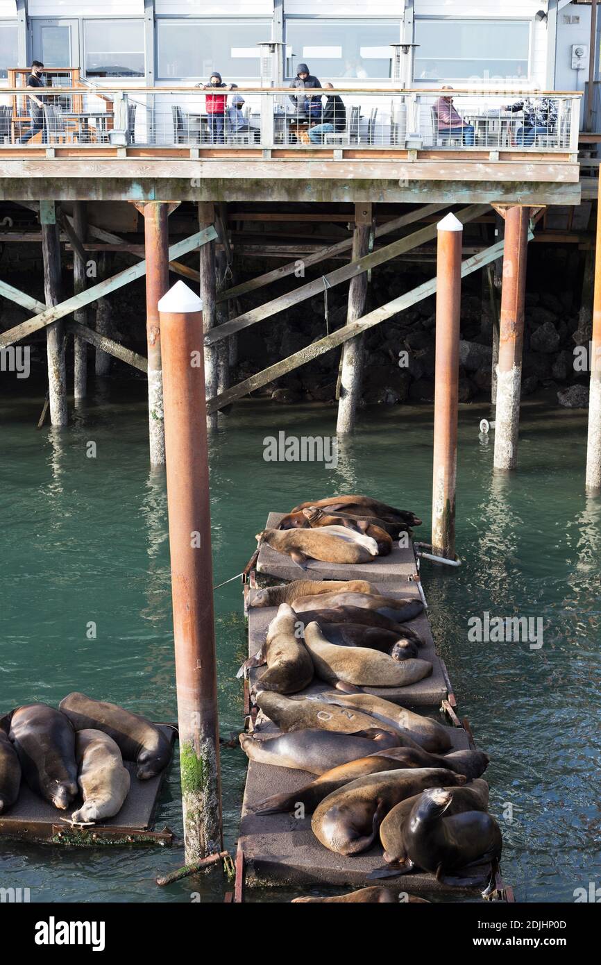 Les gens regardent les lions de mer sur les Sea Lion Docks à Newport, Oregon, États-Unis. Banque D'Images