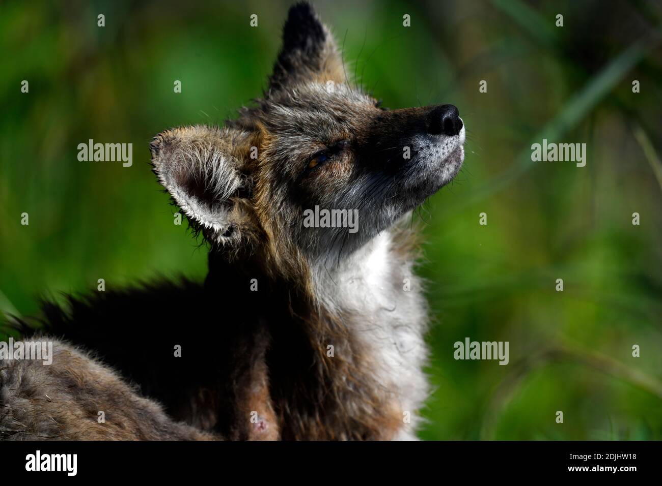 Kit de renard rouge rayant une démangeaison Banque D'Images