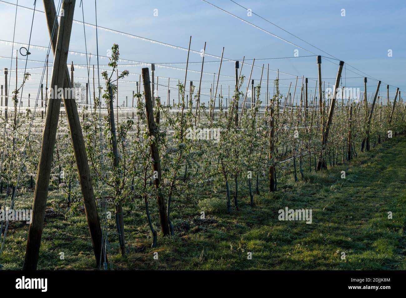 Plantation de pommes, arbres fruitiers, arrosage par le gel, ferme fruitière Puder, Laumersheim, Palatinat, Allemagne Banque D'Images