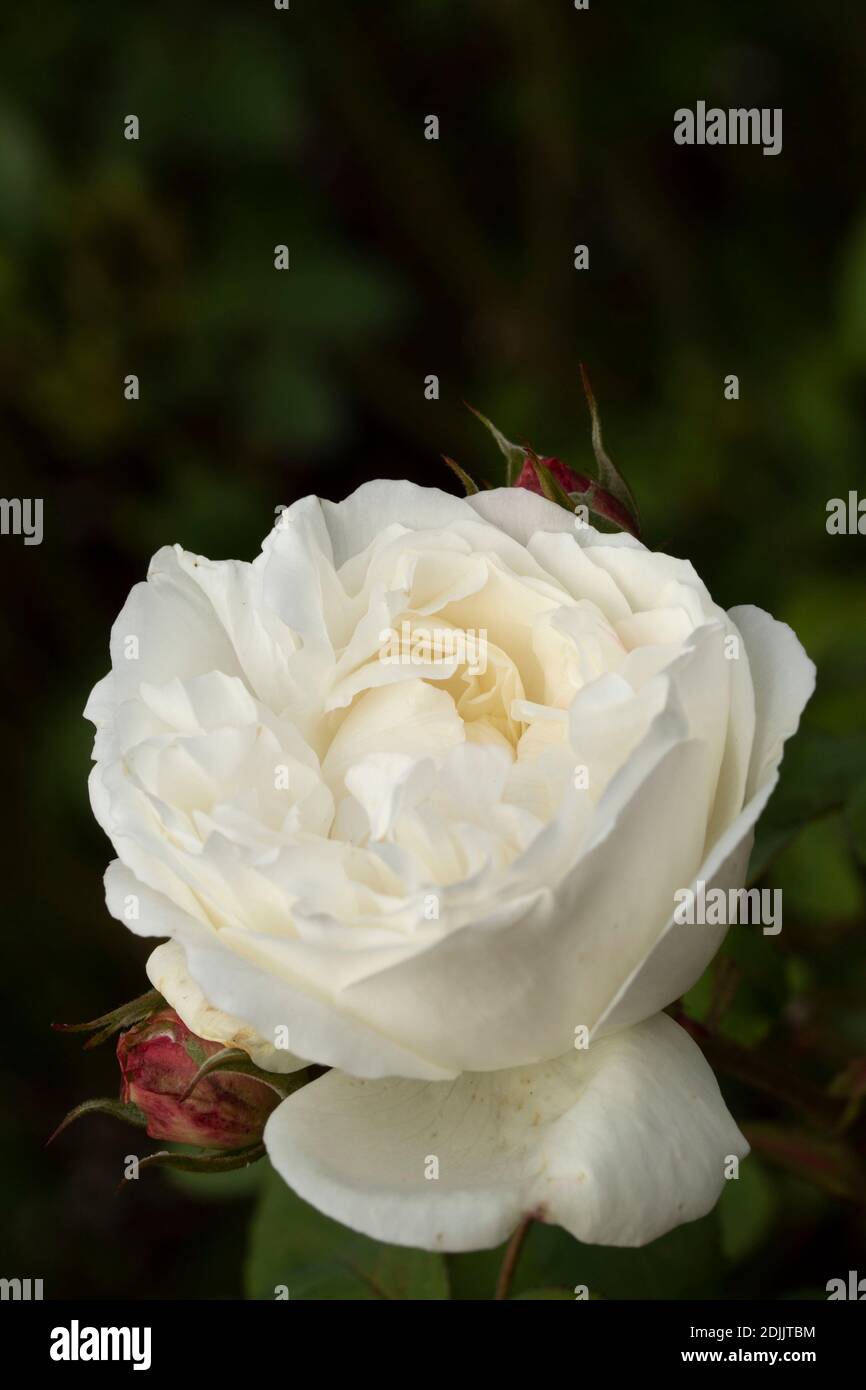 Rosa 'Cathédrale de Winchester' floraison, portrait naturel de plantes/fleurs Banque D'Images