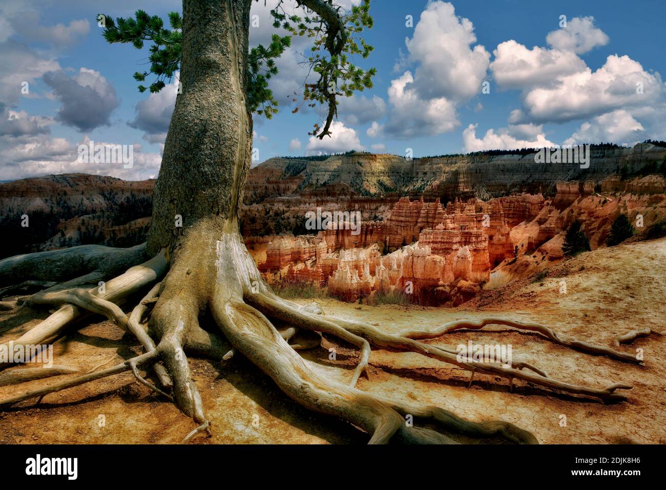 Exposés des racines d'arbre et les formations rocheuses en hoodoos Bryce National Park, UT Banque D'Images