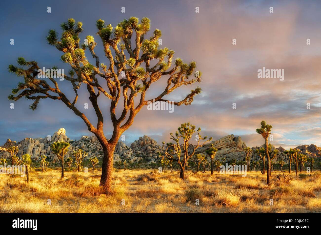 Joshua trees in Joshua Tree National Park. Californie Banque D'Images