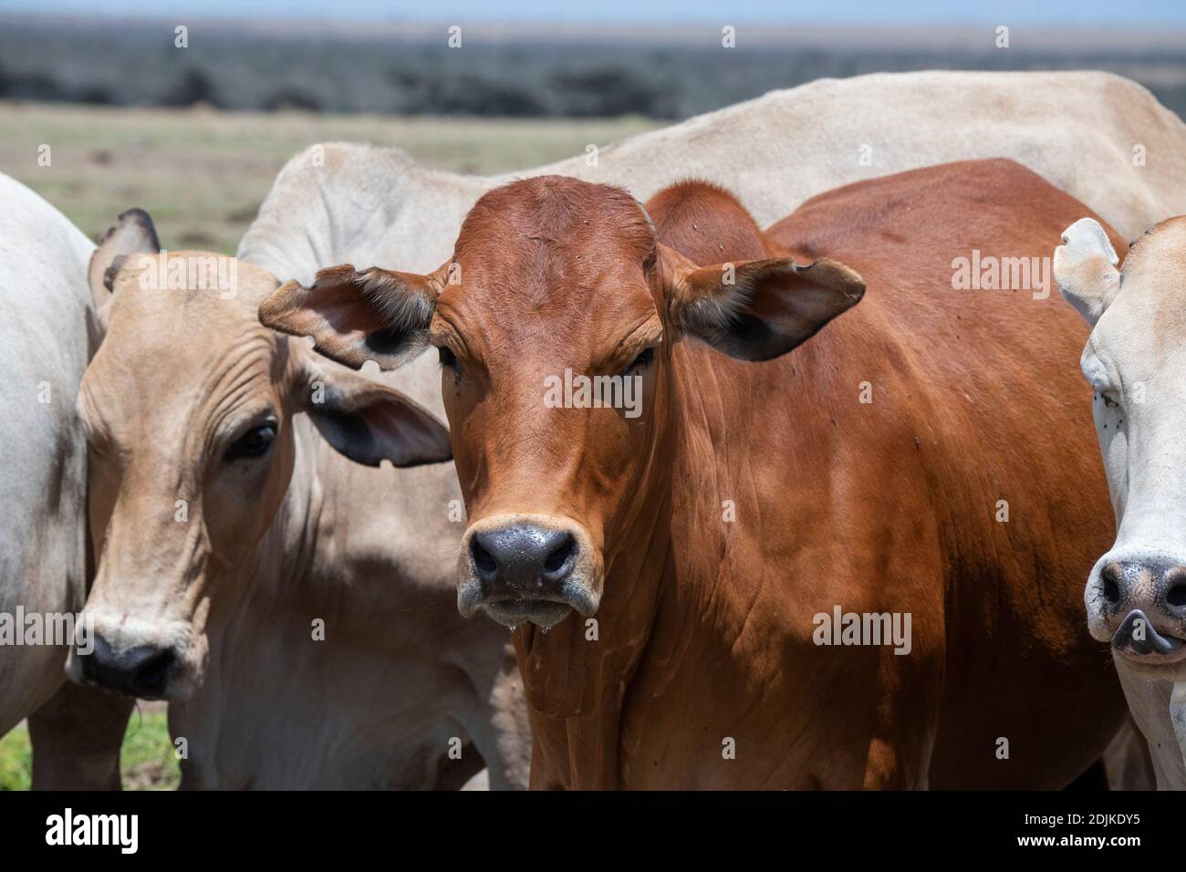 Afrique, Kenya, plateau de Laikipia, District de la frontière du Nord, OL Pejeta Conservancy. Brahma bétail dans un ranch au Kenya. Banque D'Images