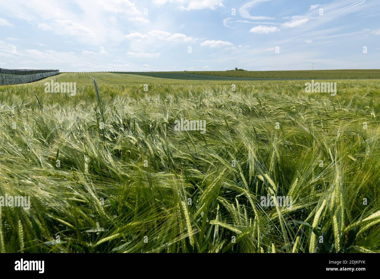 Champ de céréales Banque D'Images