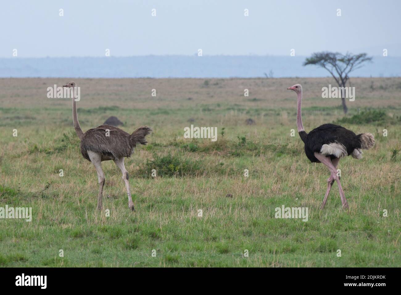Afrique, Tanzanie, plaines de Serengeti. Paire d'autruche commune (SAUVAGE : Struthio camelus) Banque D'Images