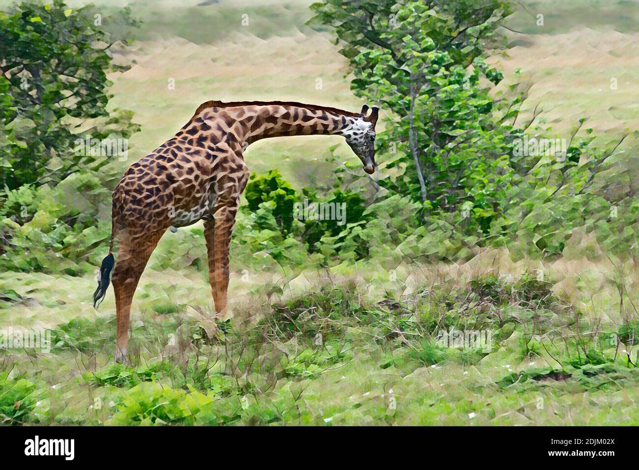 Afrique, Kenya, plaines du Serengeti du Nord, Maasai Mara. Girafe Masai mâle, alias Maasai ou Kilimanjaro girafe, la plus grande sous-espèce. Banque D'Images