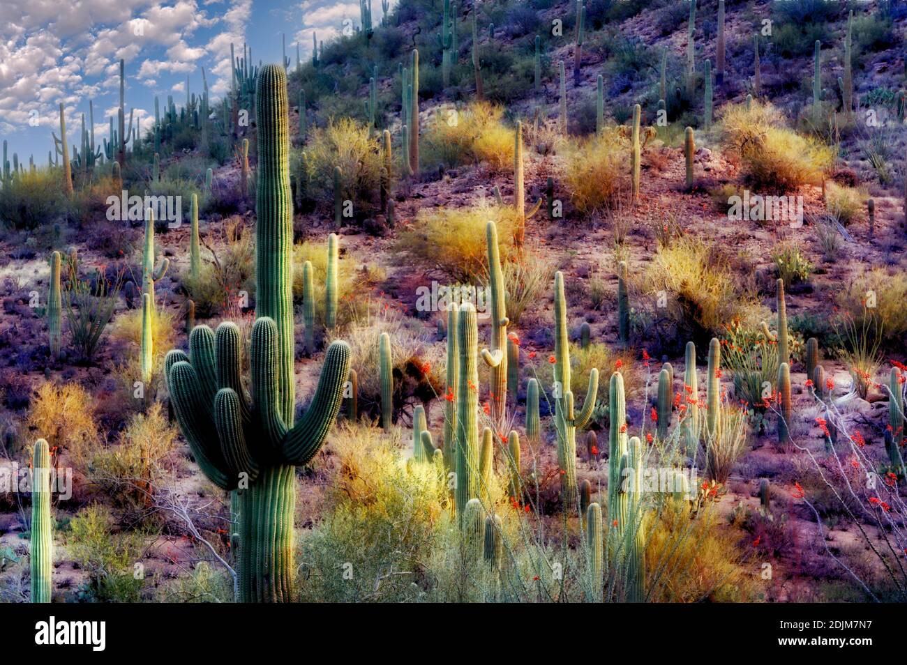 Cactus Saguaro et ocotillo en pleine floraison. Parc national de Saguaro. Arizona Banque D'Images