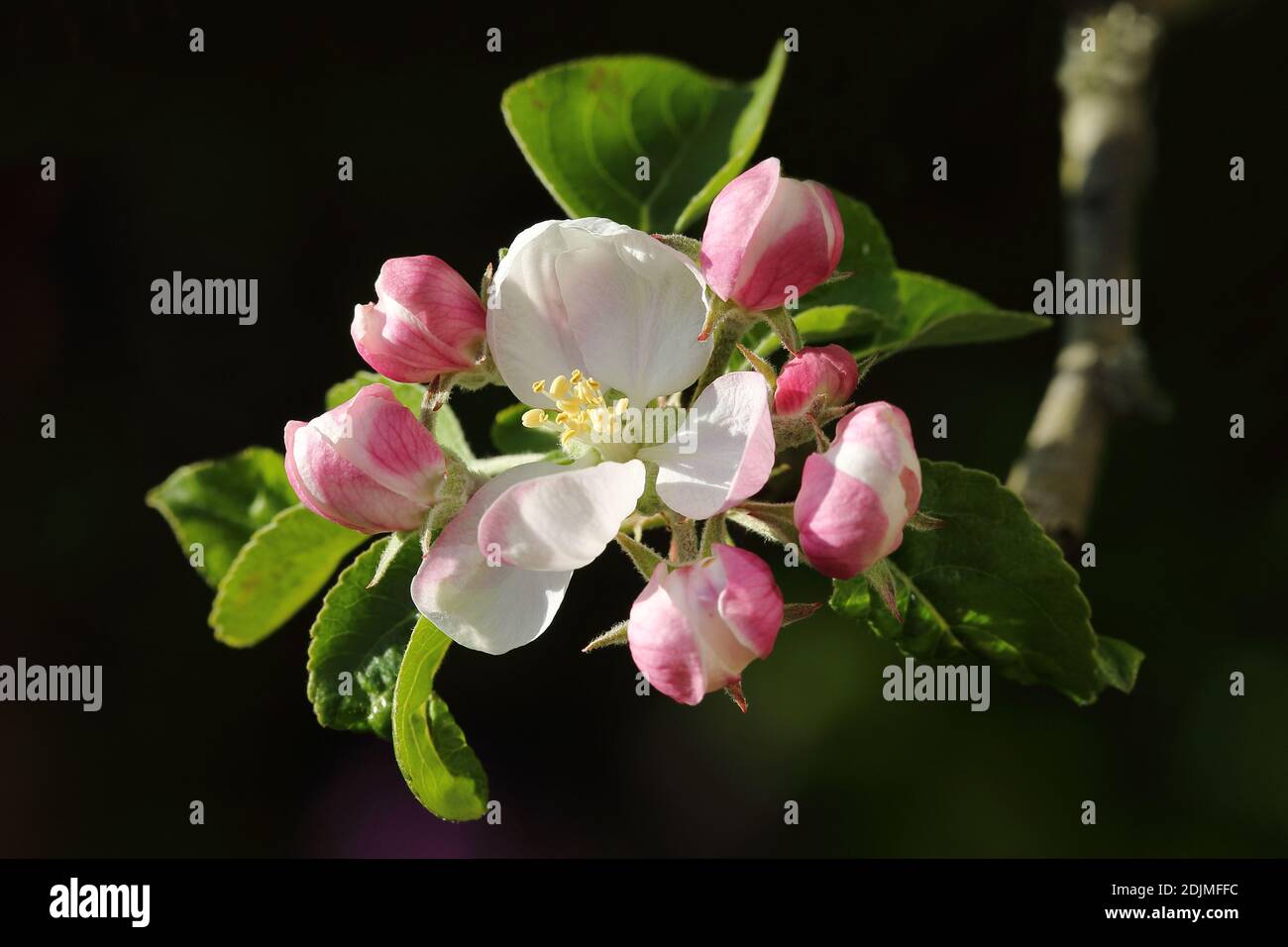 Fleur de pommier de Bramley (semis de Malus domestica 'Bramley's) Banque D'Images
