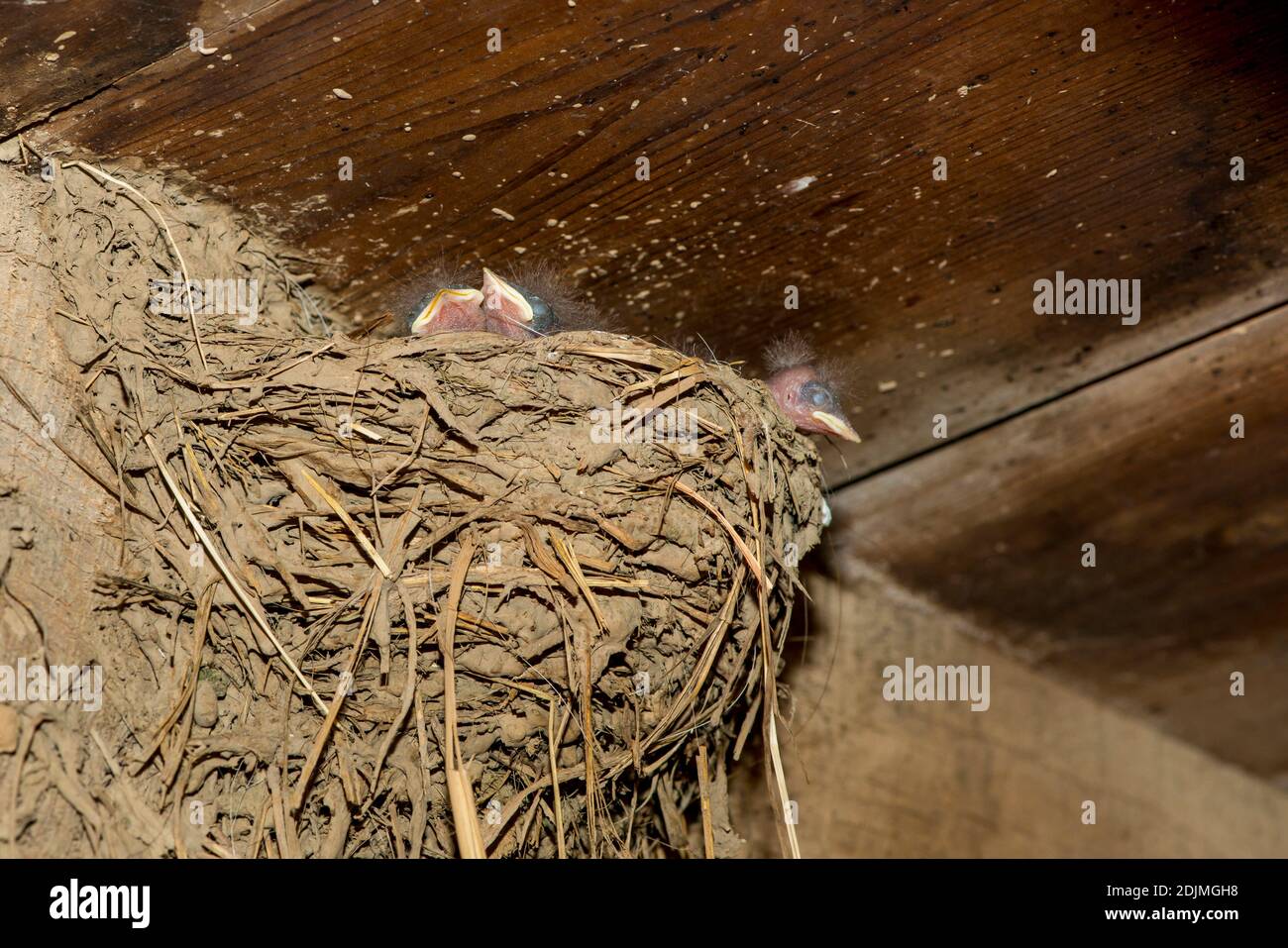 Weston, Missouri. Barn Swallow, Hirundo rustica. Trois oisillons attendent dans leur nid pour être nourris. Banque D'Images