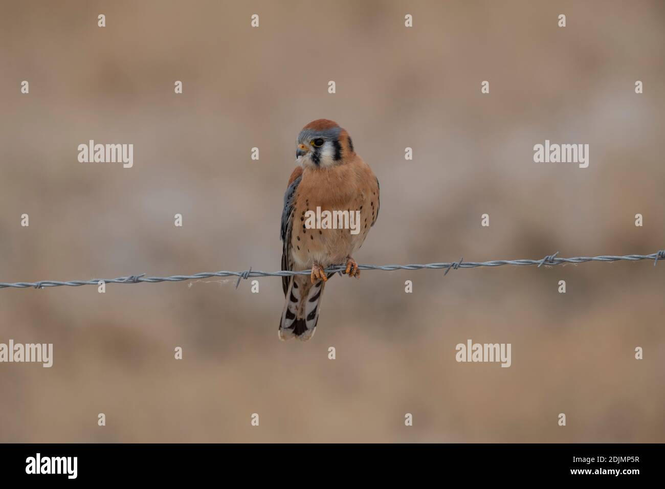 Kestrel assis sur un barbelé, Utah Banque D'Images