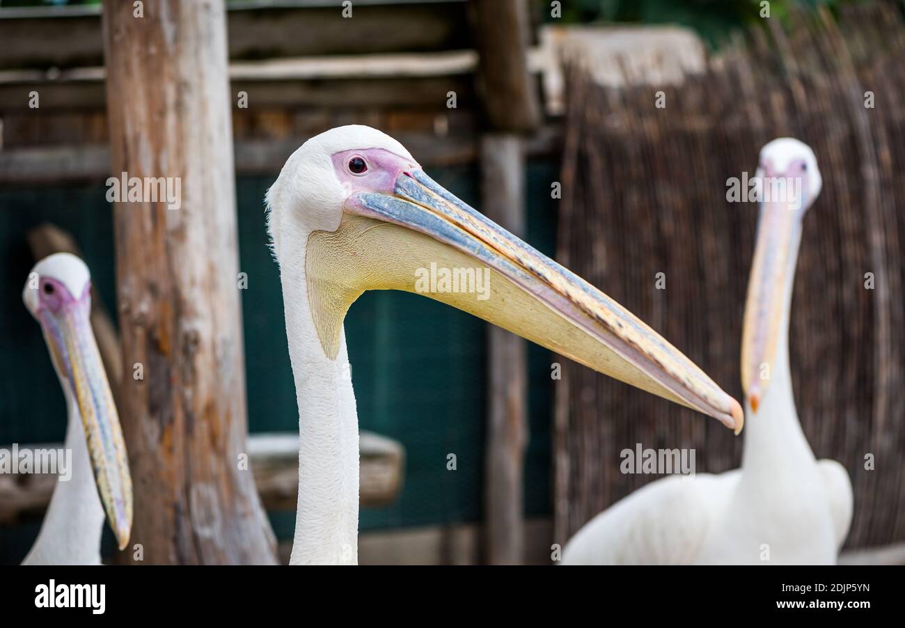 Oiseau américain blanc Pelican - Pelecanus erythrorhynchos Banque D'Images