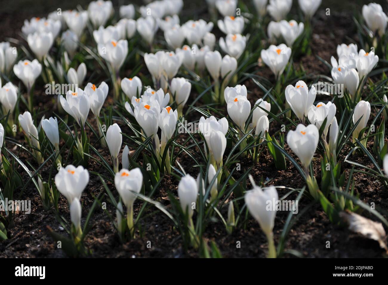 Crocus Jeanne d'Arc fleurit dans un jardin en mars Banque D'Images