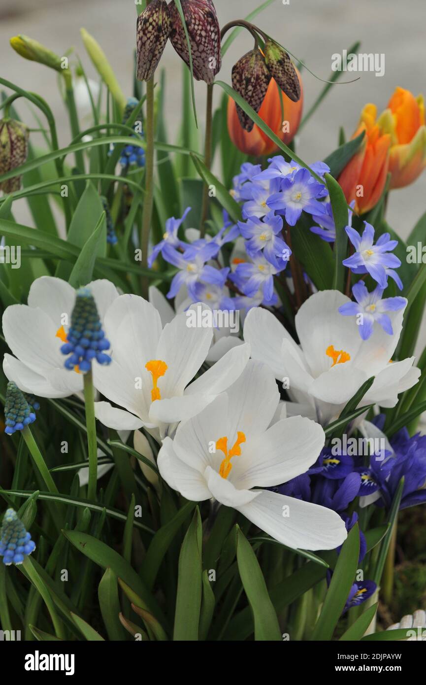 Crocus Jeanne d'Arc, chionodoxa, muscari, tulipes et Fritilaria meleagris fleurissent dans un panier blanc en avril Banque D'Images