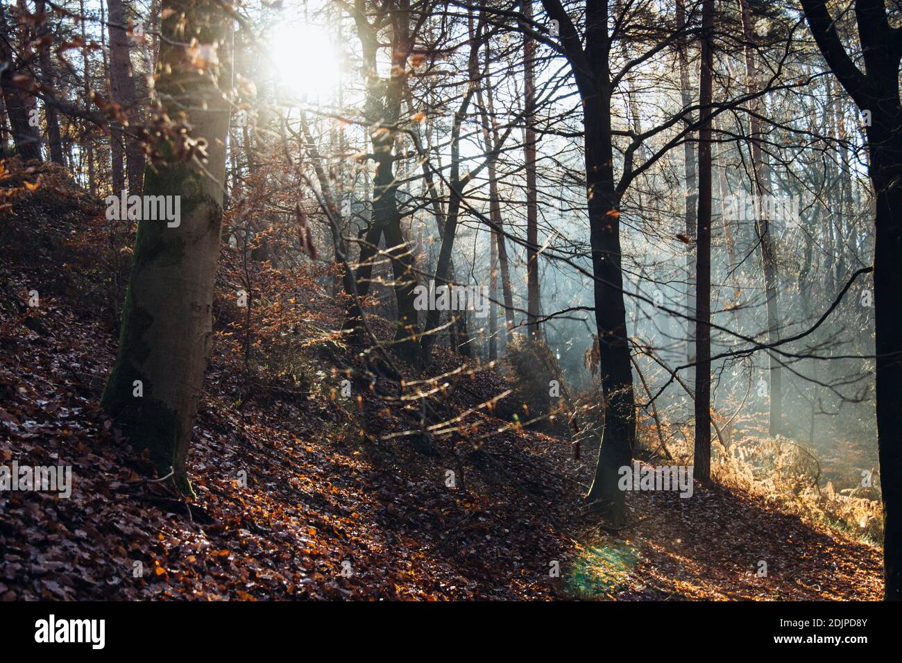 Wald BEI Augustdorf im Furlbachtal, randonnée d'automne Banque D'Images