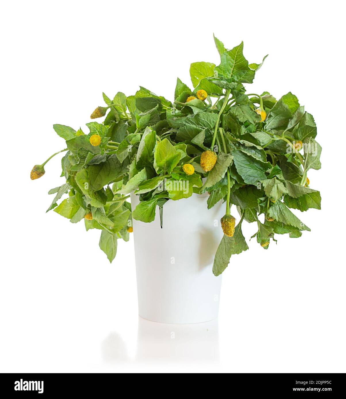 Bredes mafane (Acmella oleracea), feuilles comestibles pour la cuisine créole dans un pot sur fond blanc Banque D'Images